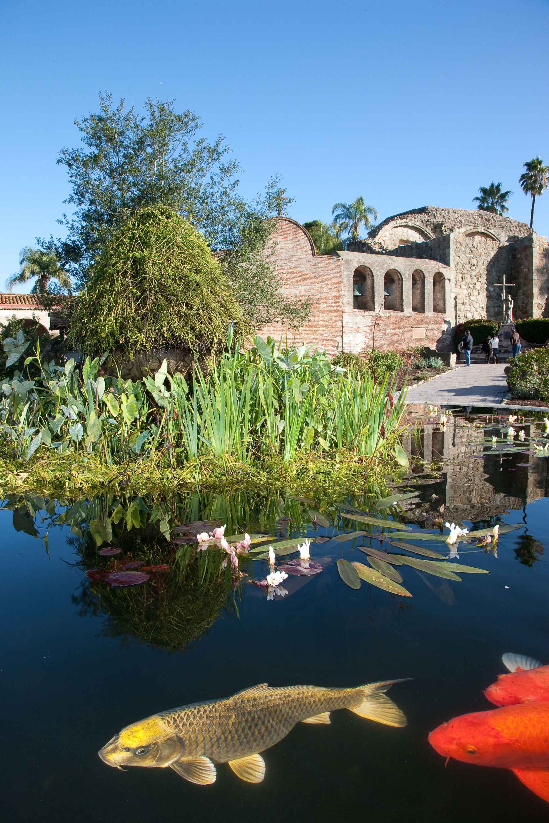 Coy Fish Pond at the San Juan Capistrano Mission